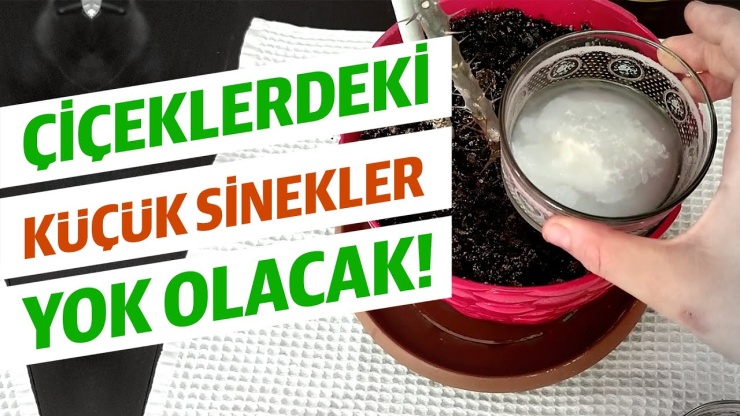 Canlı Çiçeklerde Küçük Sinekler Nasıl Yok Edilir?